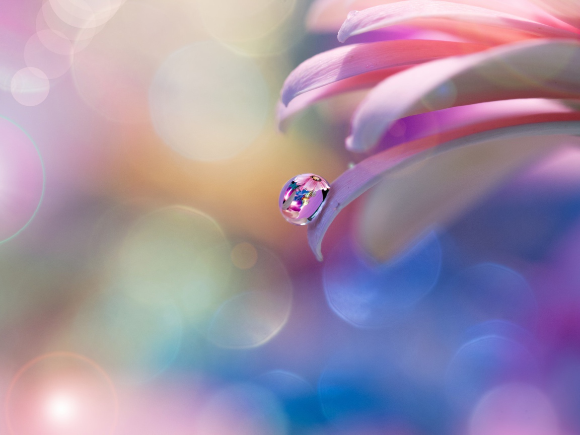 Капля росы на розовом лепестке 