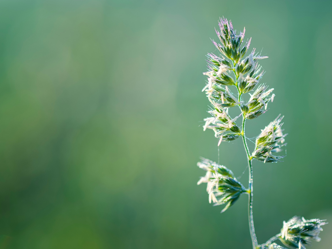 Полевое растение на зеленом фоне