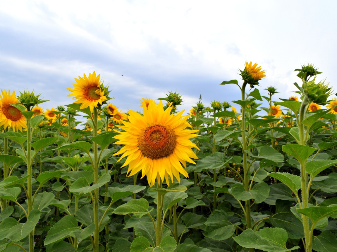 Поле с высокими цветущими подсолнухами
