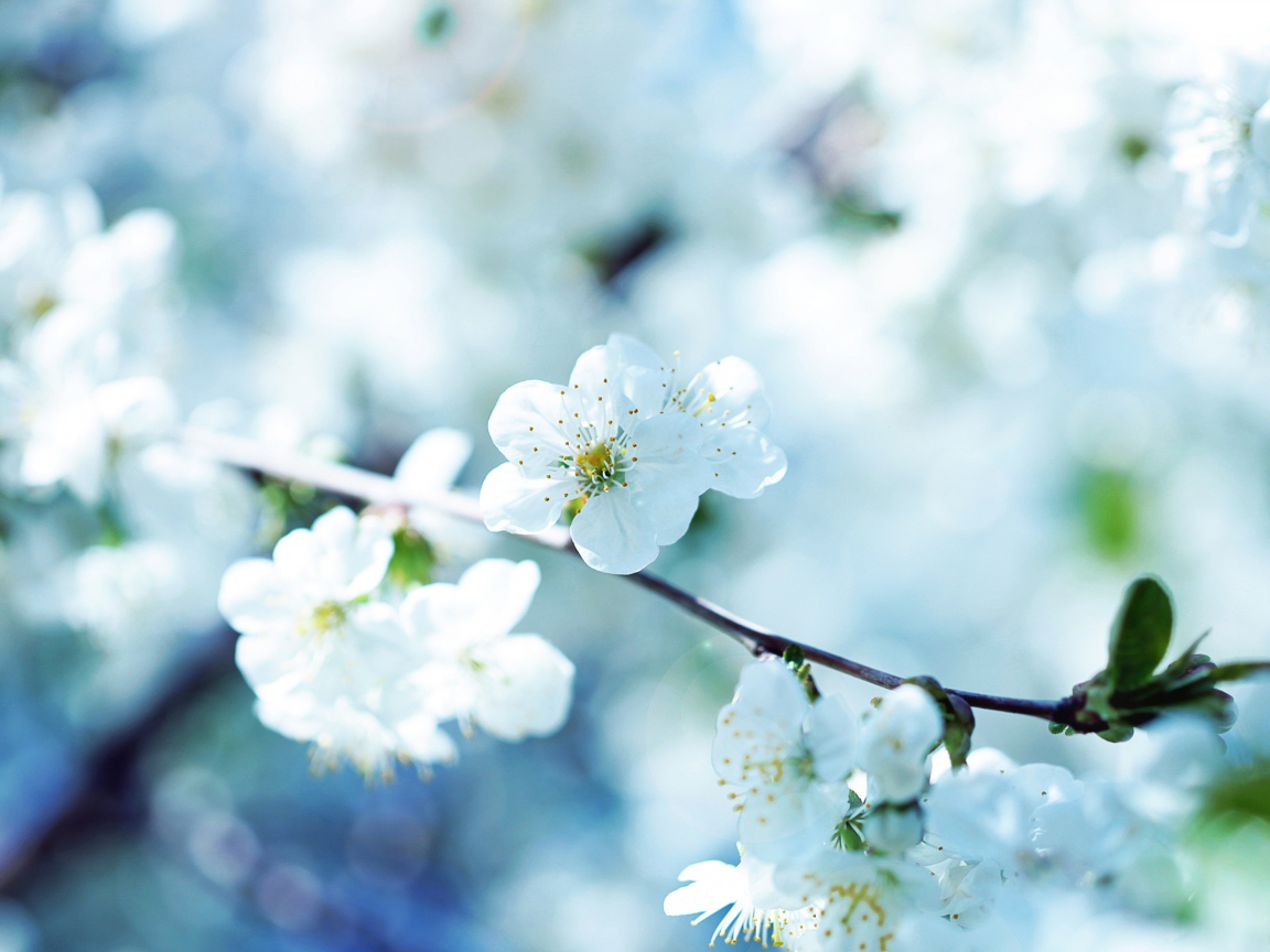 Цветущая ветка вишни в лучах солнца