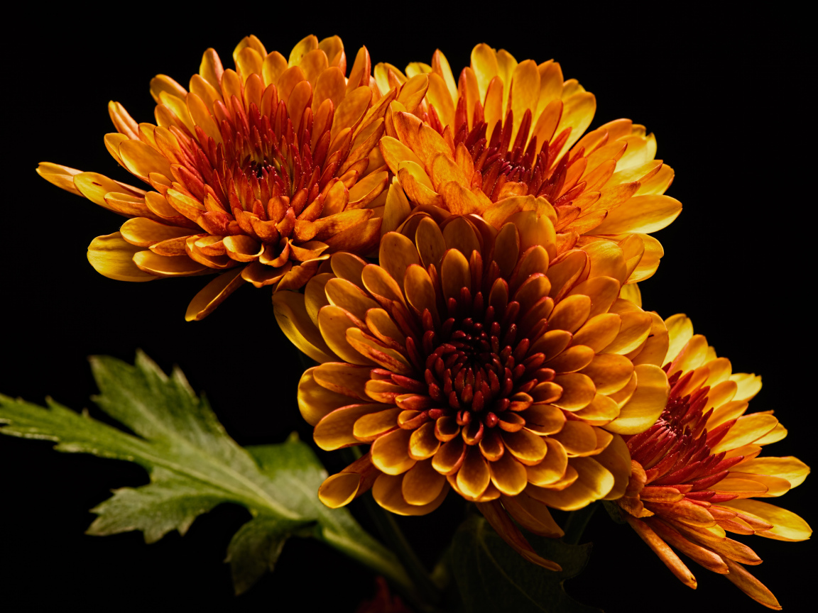 Четыре оранжевых цветка хризантемы на черном фоне 