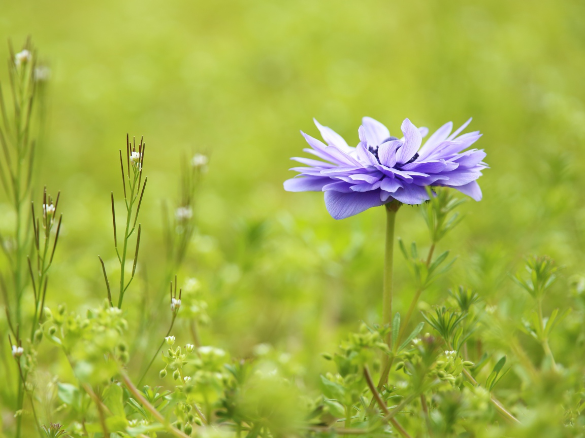 Сиреневый цветок Анемоне растет на поле в зеленой траве