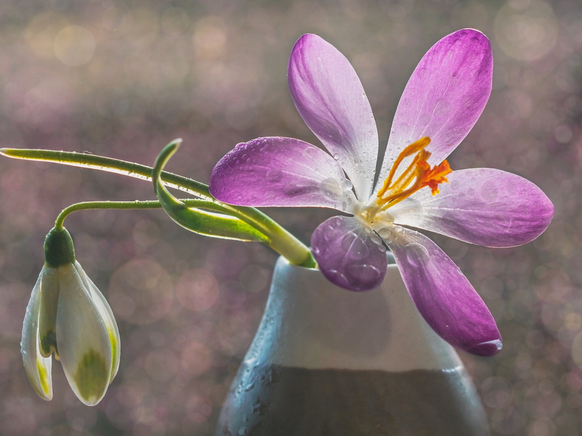 Сиреневый цветок крокуса в вазе с белым подснежником