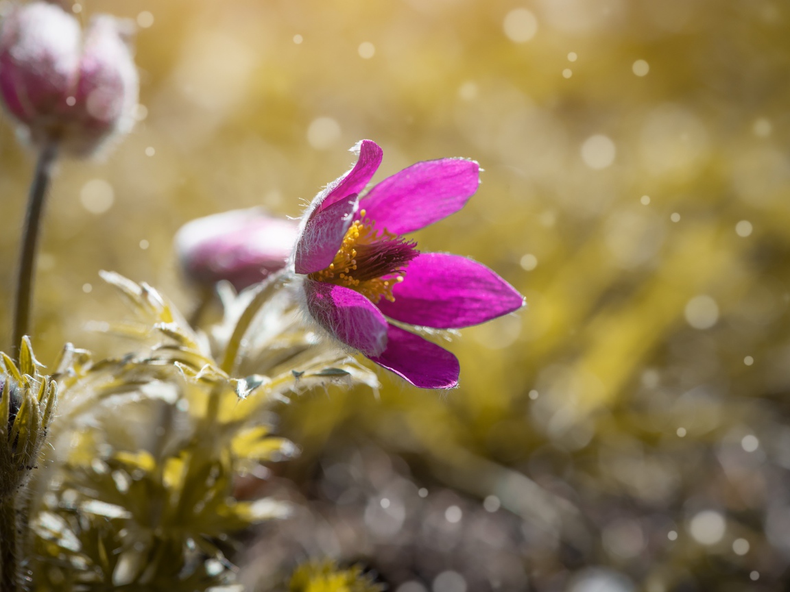 Сиреневый цветок прострела в поле 