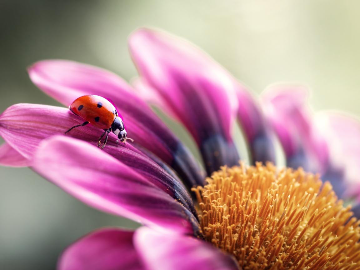 Сиреневый цветок остеоспермум с божьей коровкой на лепестке 