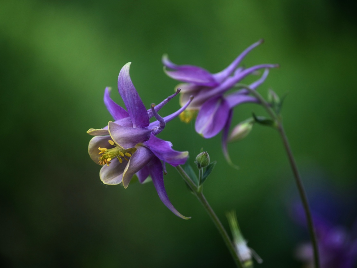 Сиреневые цветы водосбор крупным планом