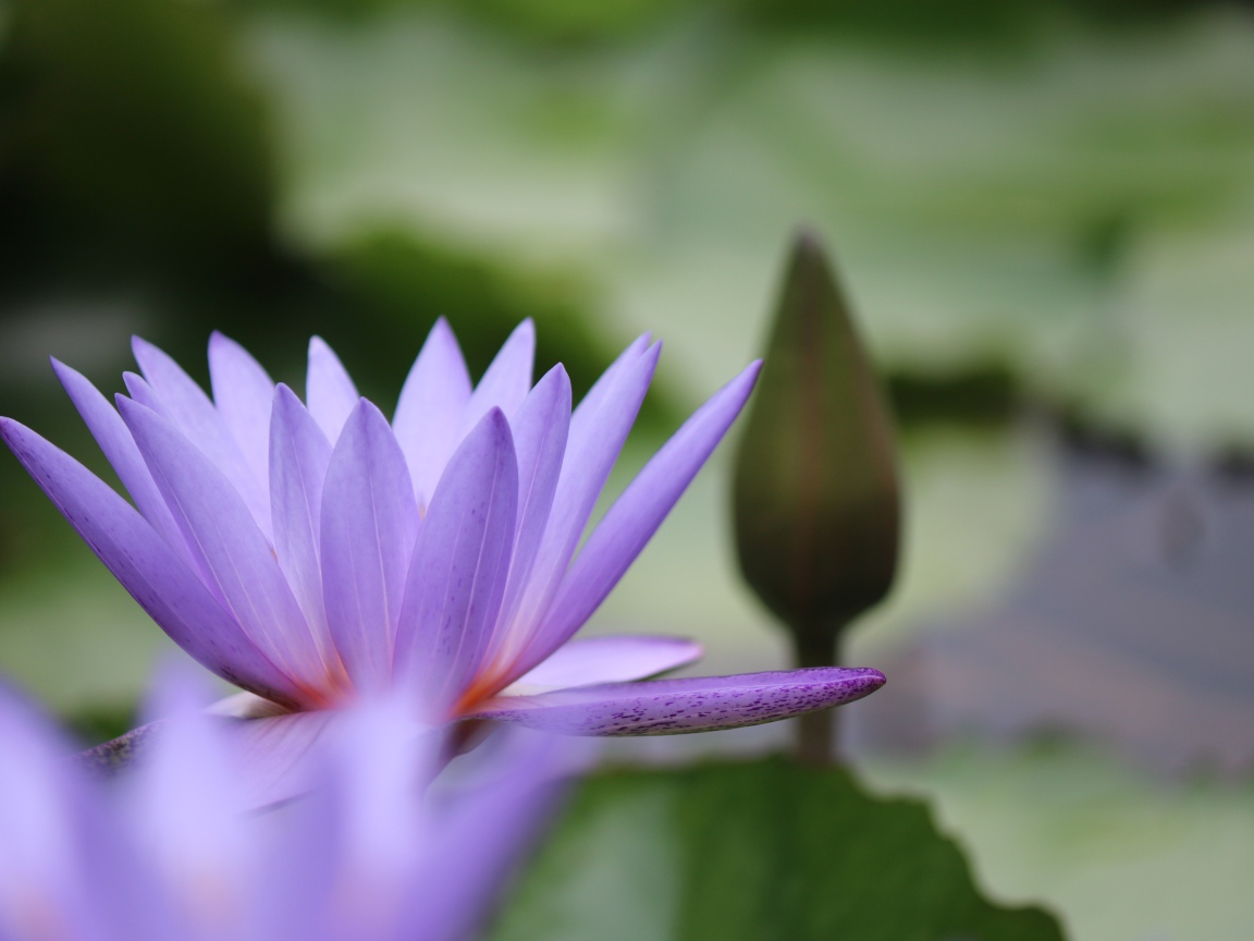 Сиреневый цветок лотоса с бутоном в воде