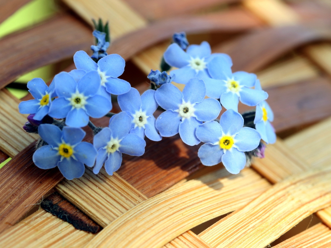 Маленькие синие цветы незабудки лежат на плетеной корзине