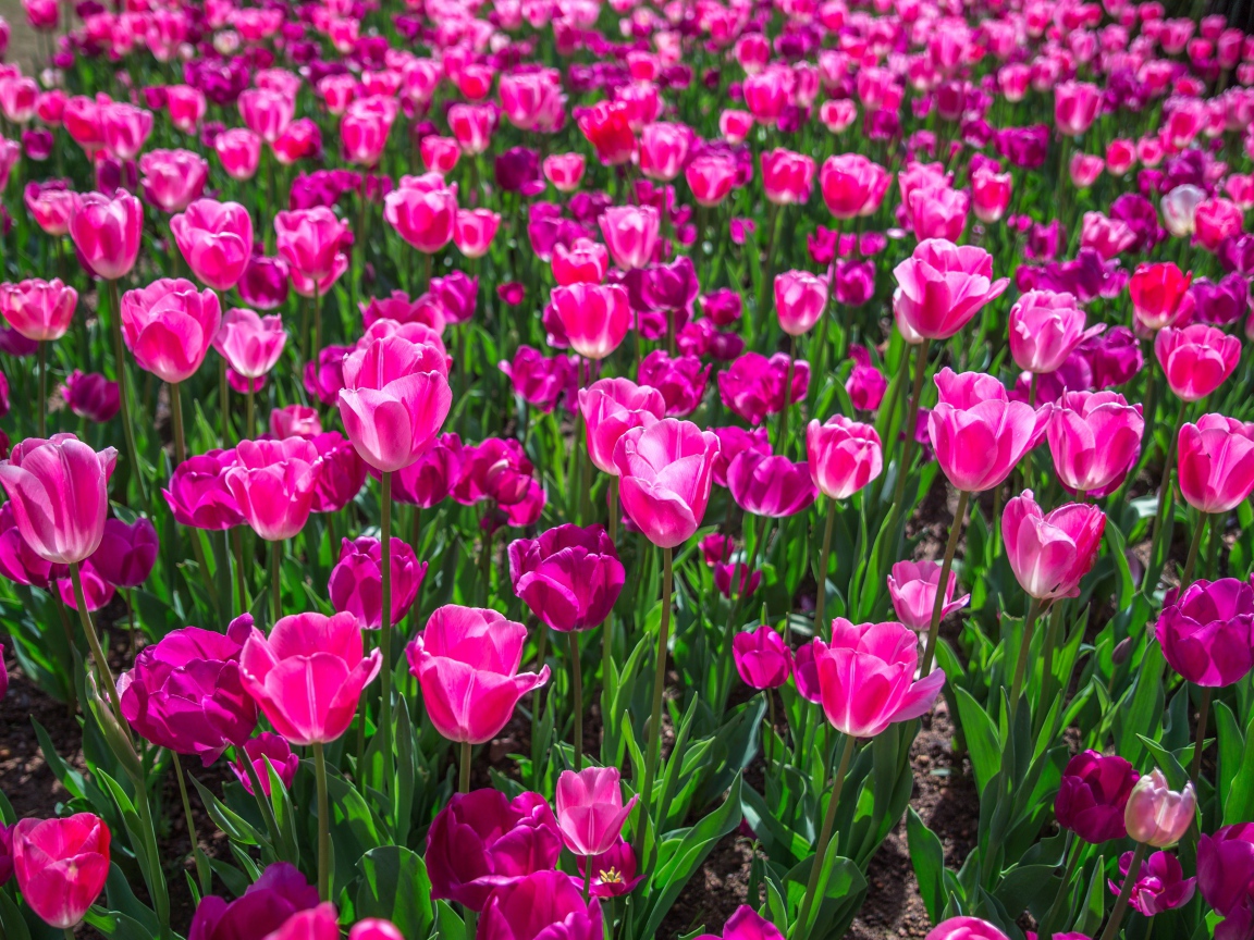 Lots of beautiful pink tulips in the spring flowerbed