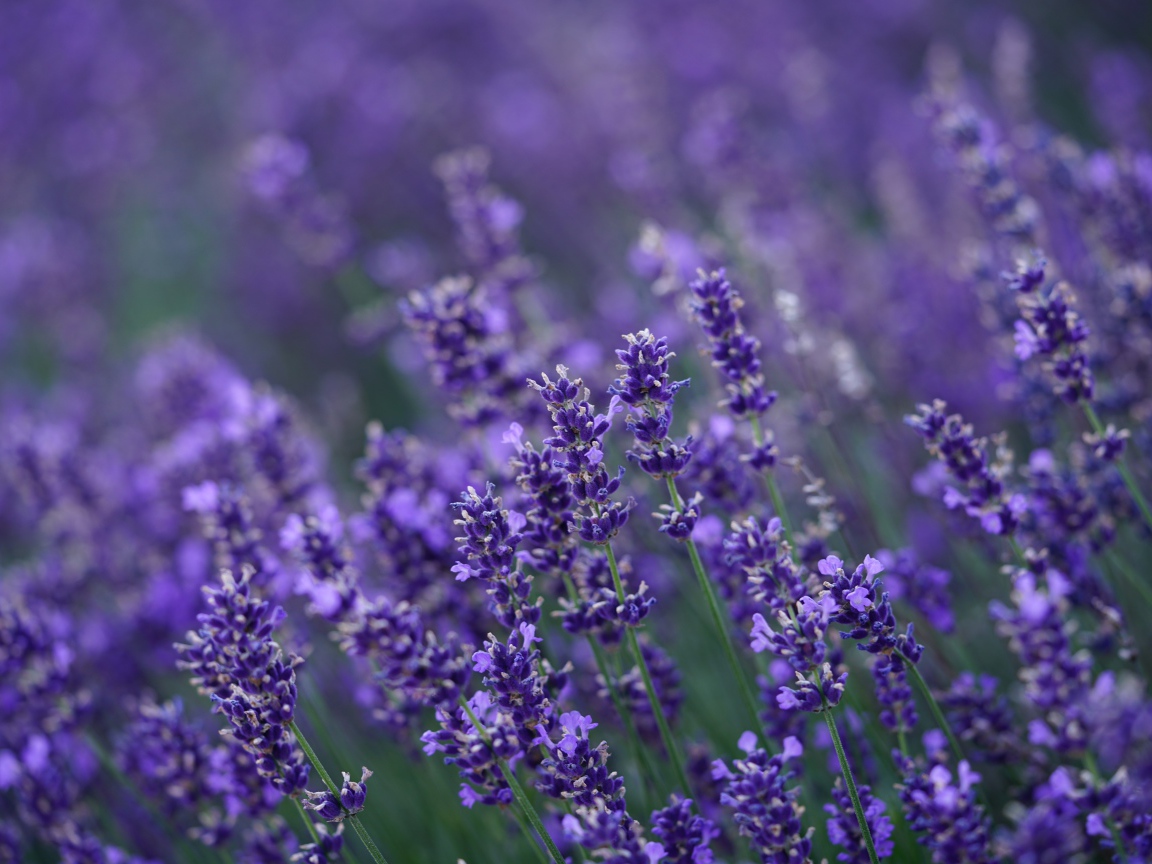 Много мелких цветов лаванды крупным планом