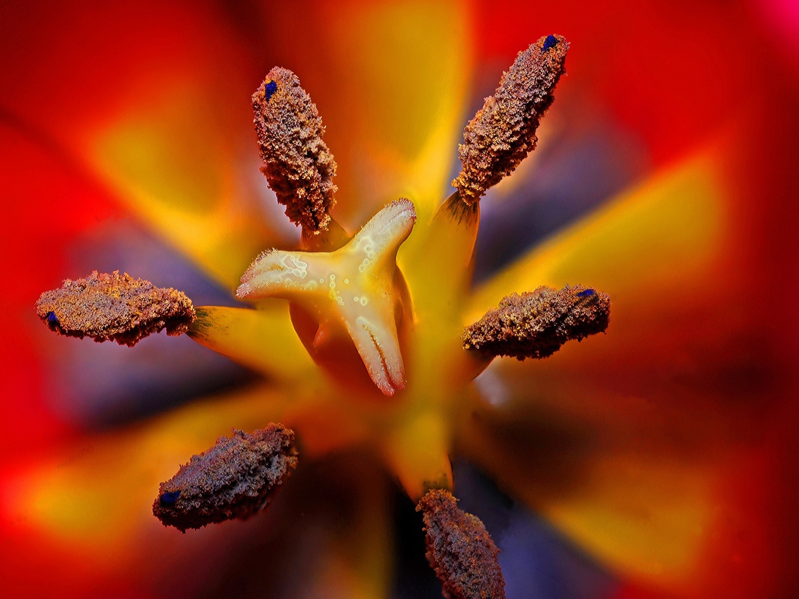 Серединка красного тюльпана 