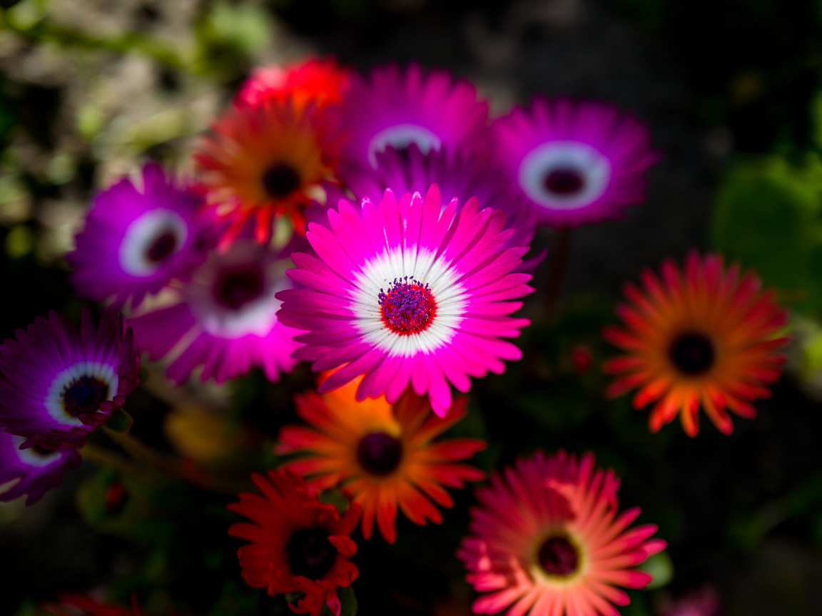 Разноцветные яркие цветы летом 