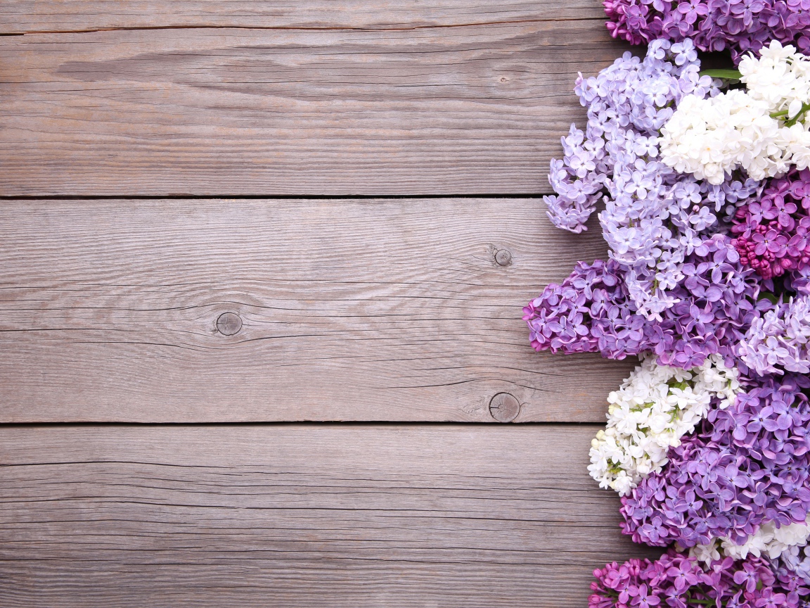 Разноцветные цветы сирени на деревянном фоне