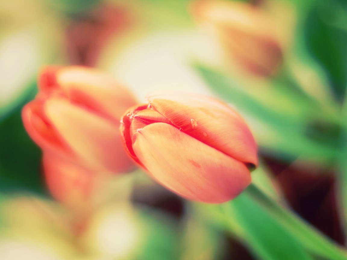 Не распустившиеся тюльпаны крупным планом