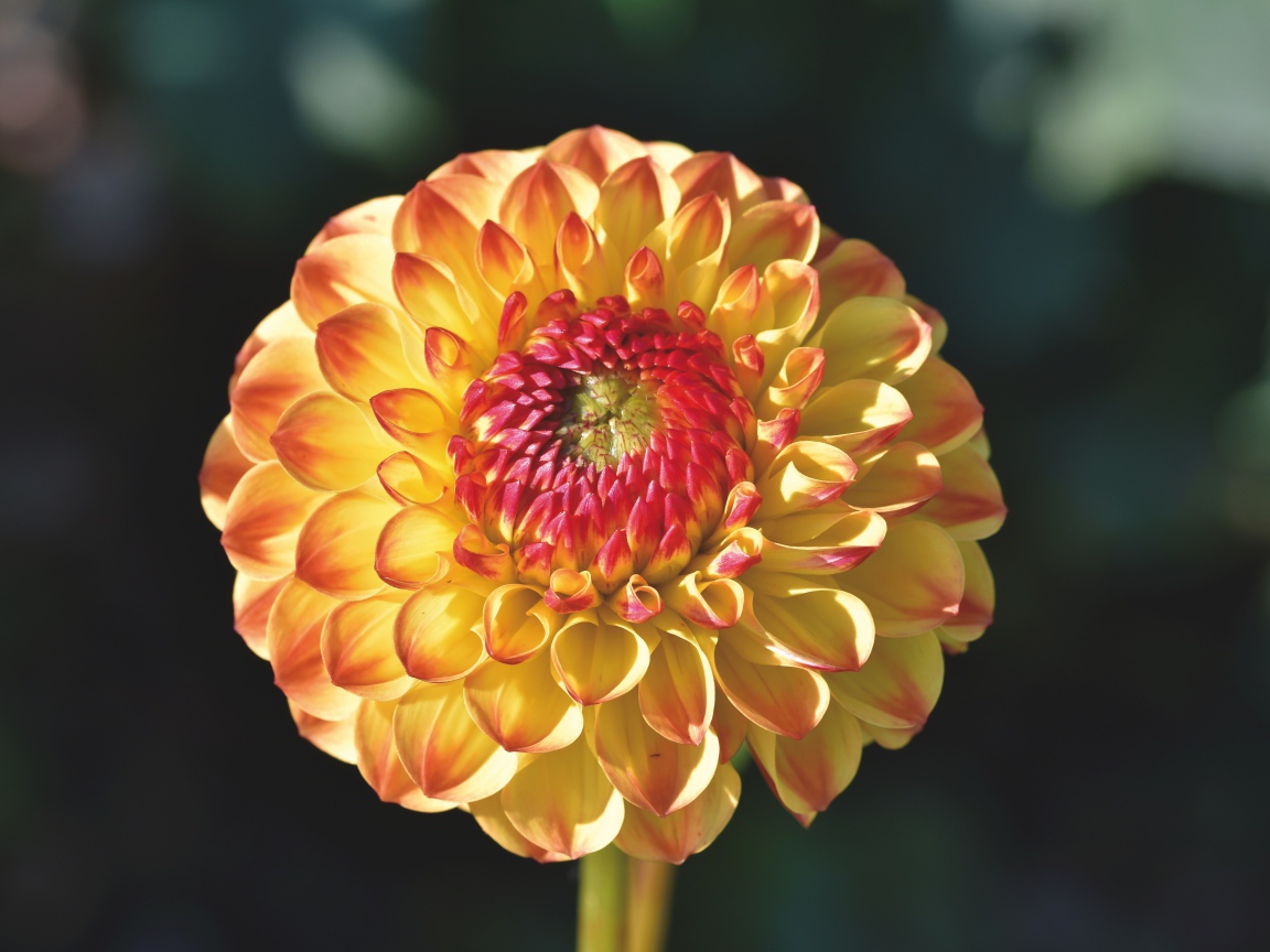 Оранжевый красивый цветок георгины крупным планом