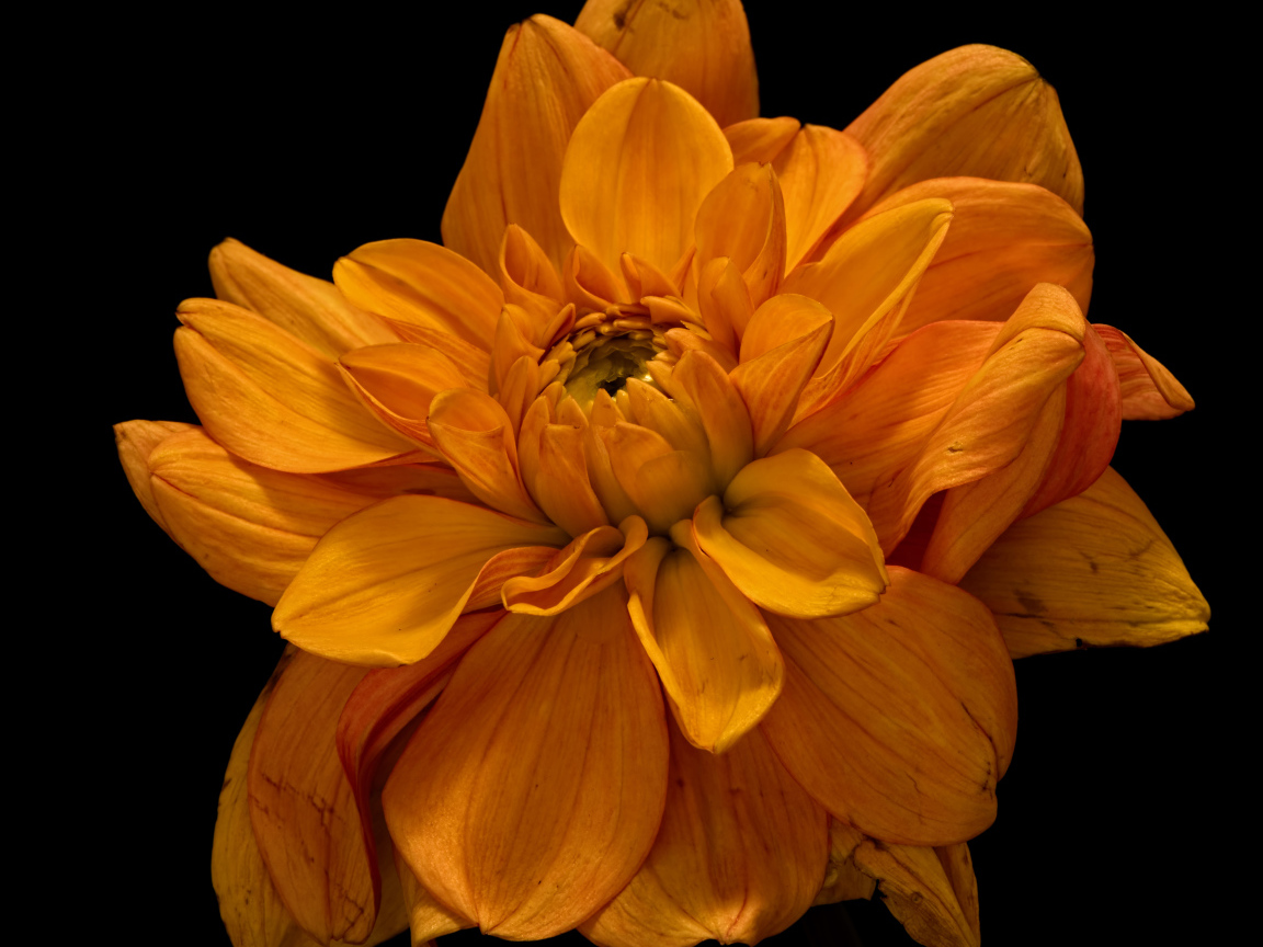 Цветок оранжевой хризантемы на черном фоне крупным планом