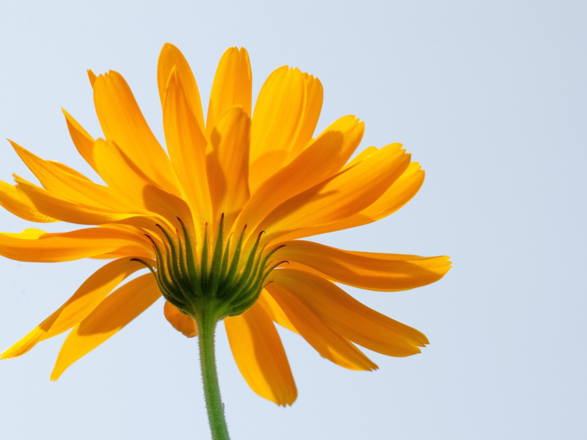 Оранжевый цветок ноготки на сером фоне 