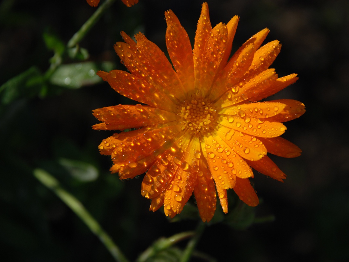 Оранжевый цветок календула в каплях росы