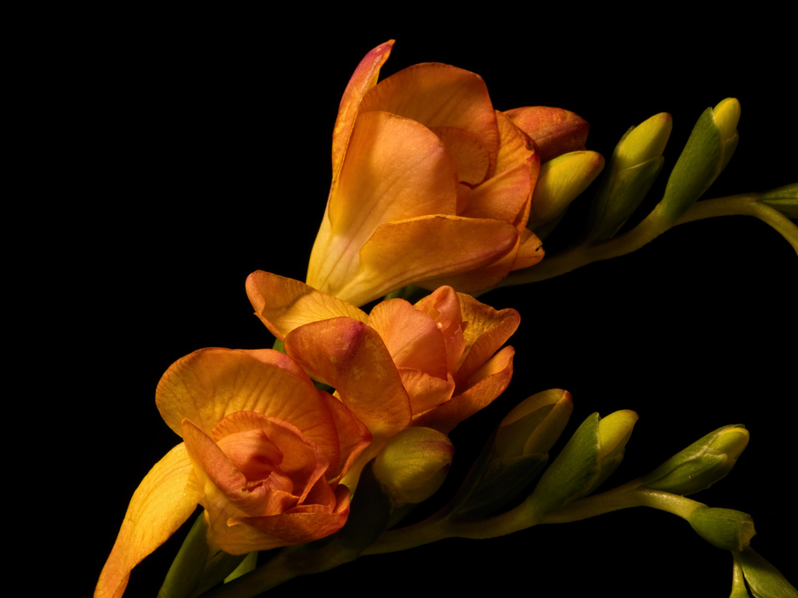 Оранжевые цветы Фрезия с бутонами на черном фоне