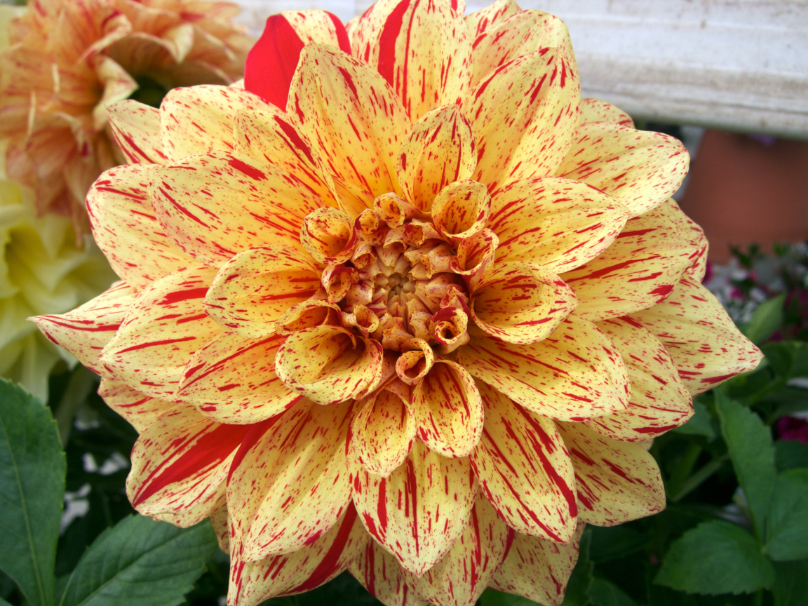 Оранжевая пятнистая георгина на клумбе 