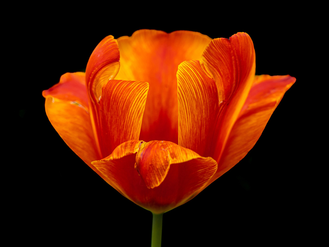 Оранжевый тюльпан на черном фоне крупным планом