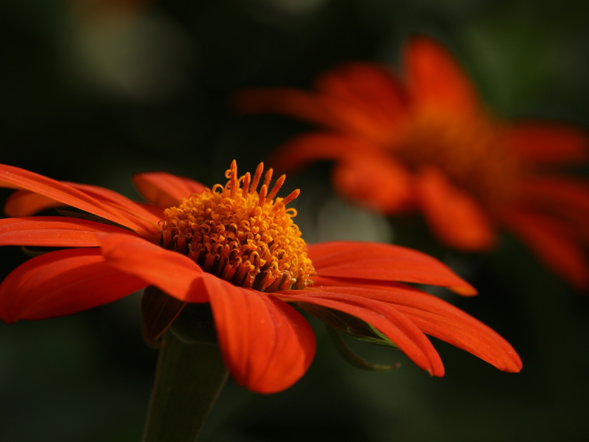 Оранжевый цветок цинния крупным планом