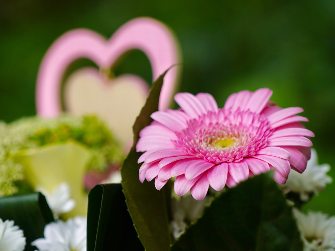 Розовый цветок герберы с зелеными листьями