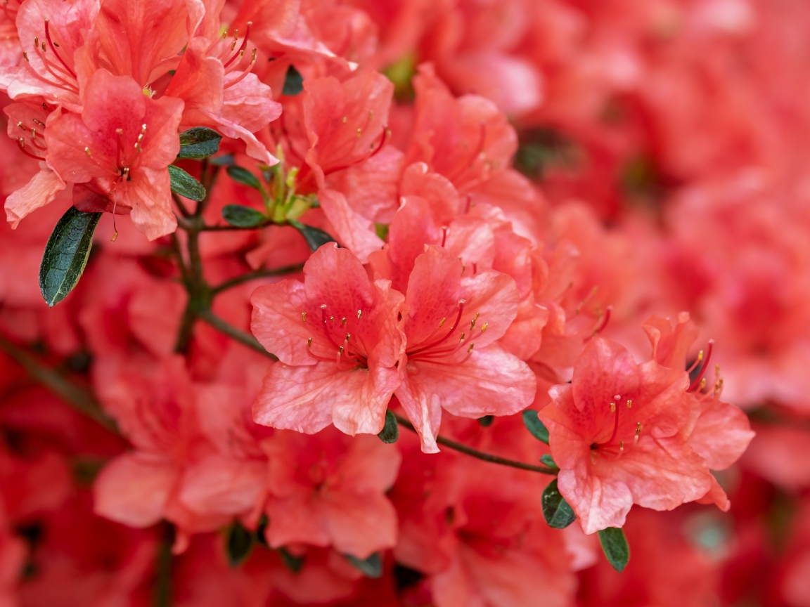 Розовые цветы рододендрон крупным планом