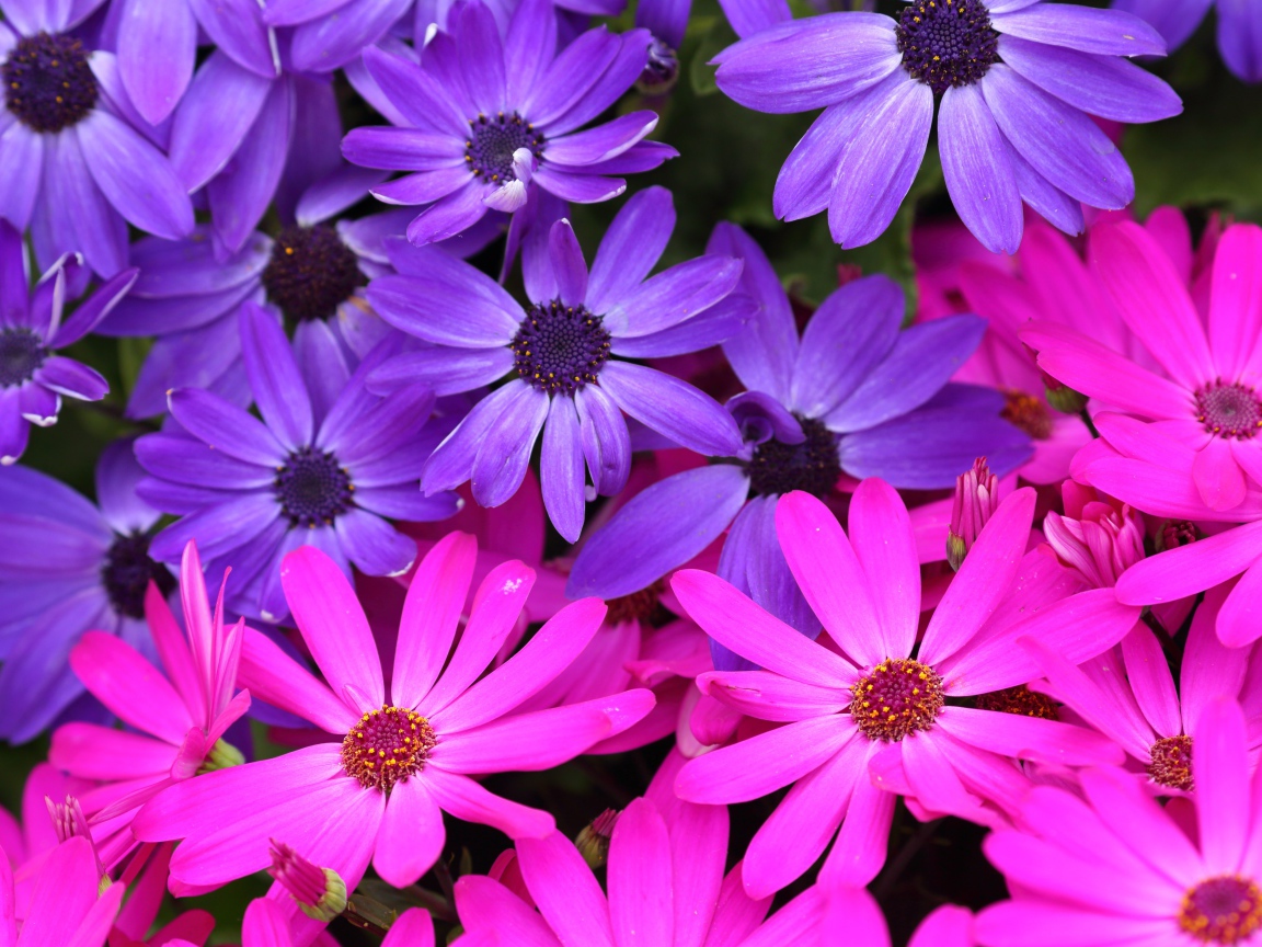 Розовые и фиолетовые цветы остеоспермум