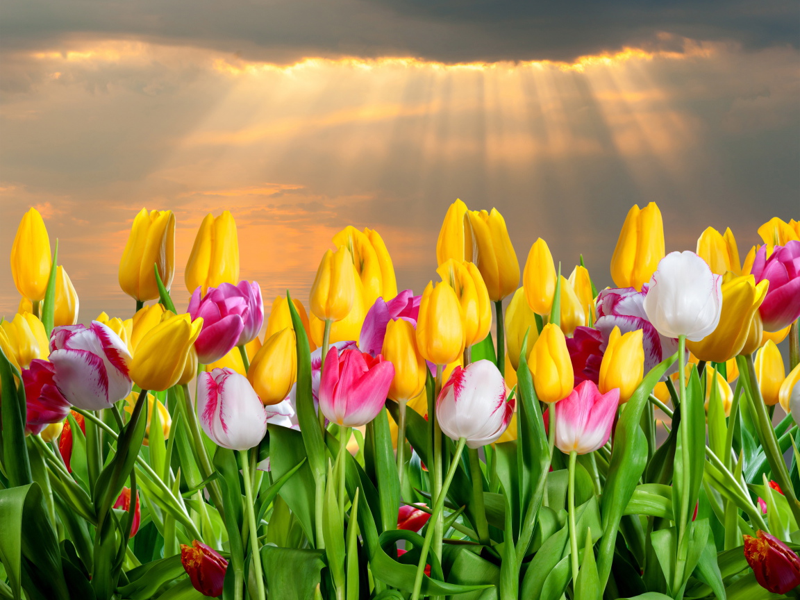 Розовые и желтые тюльпаны в лучах солнца 