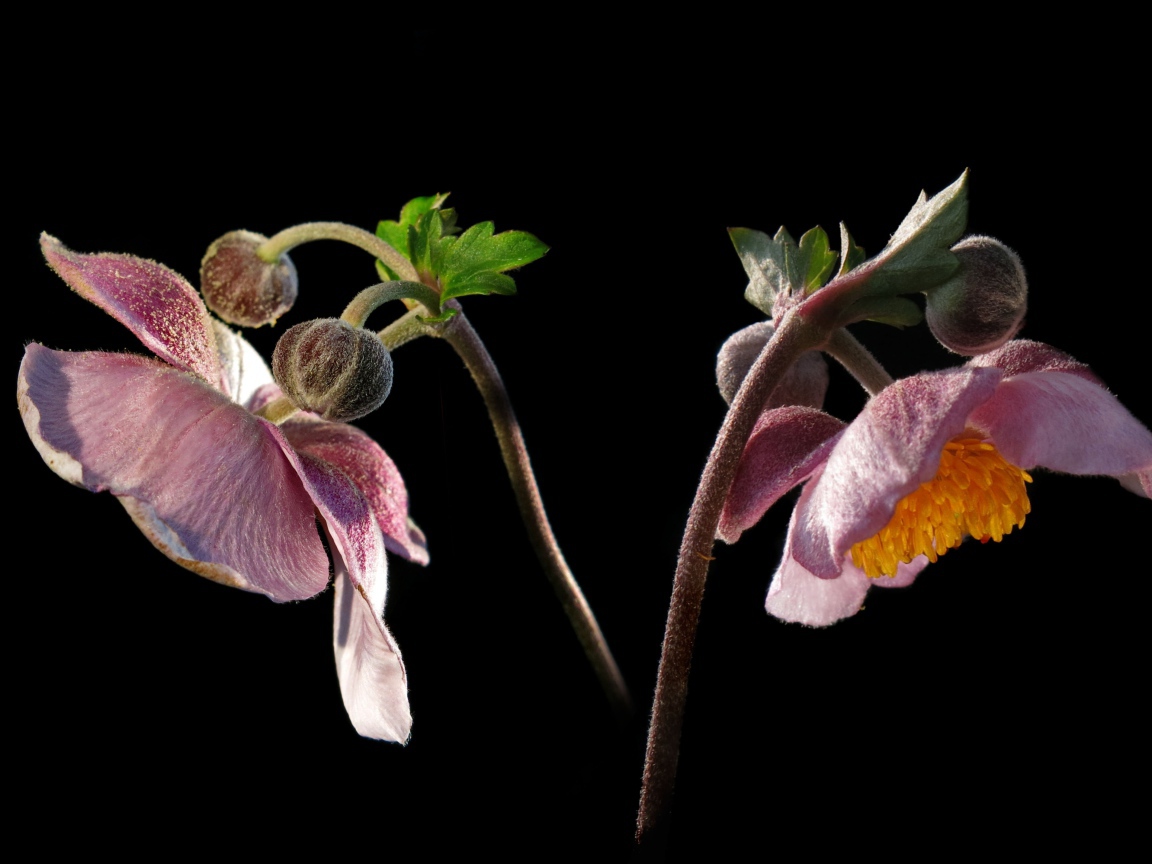 Розовые цветы анемоны с бутонами на черном фоне