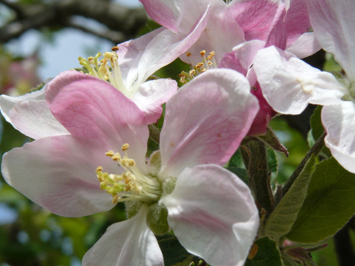 Розовые цветы яблони крупным планом