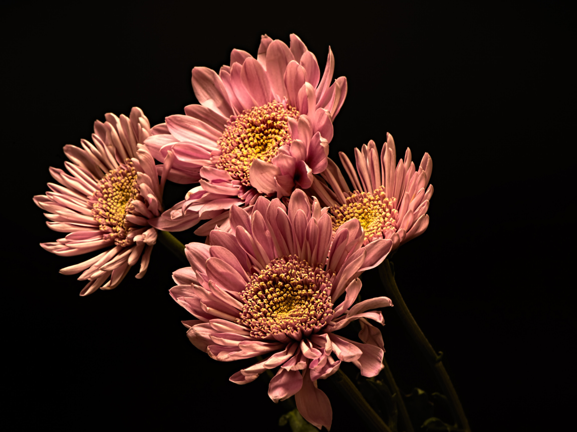 Розовые красивые хризантемы на черном фоне