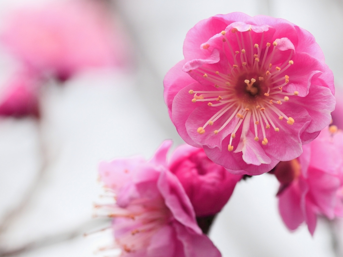 Розовый нежный цветок крупным планом