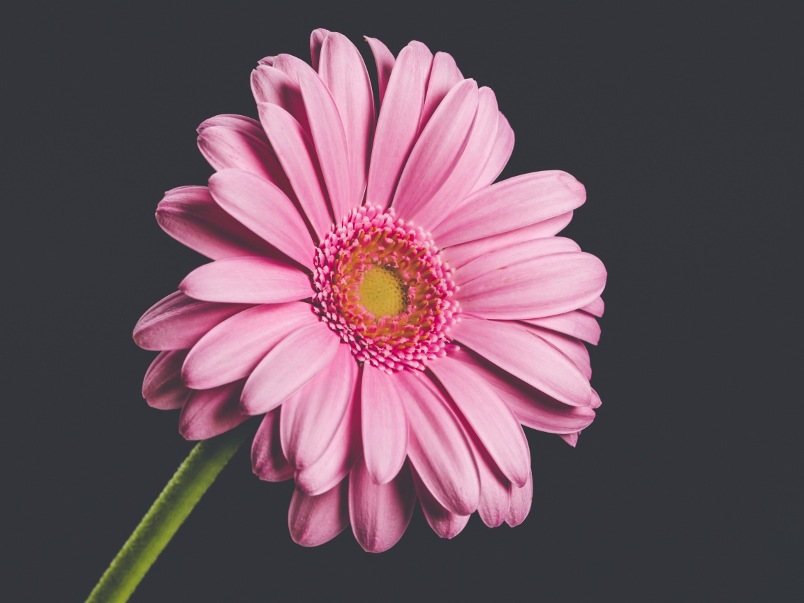 Розовый нежный цветок герберы на сером фоне