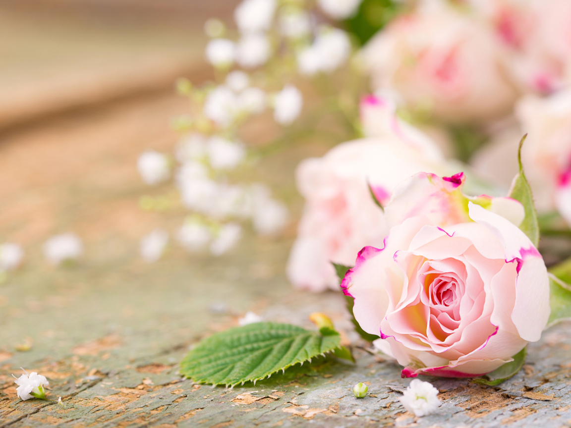 Розовый цветок нежной розы на столе 