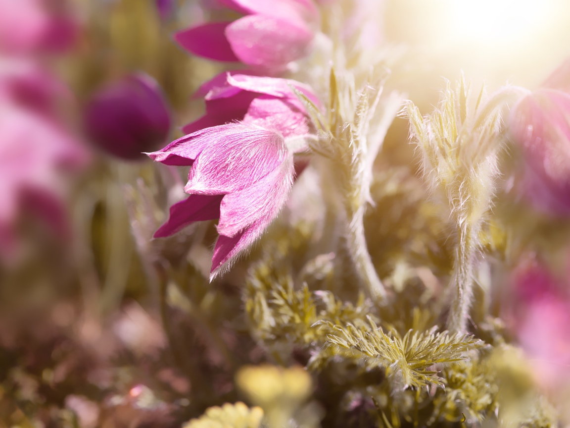 Розовые цветы прострел в поле в лучах солнца