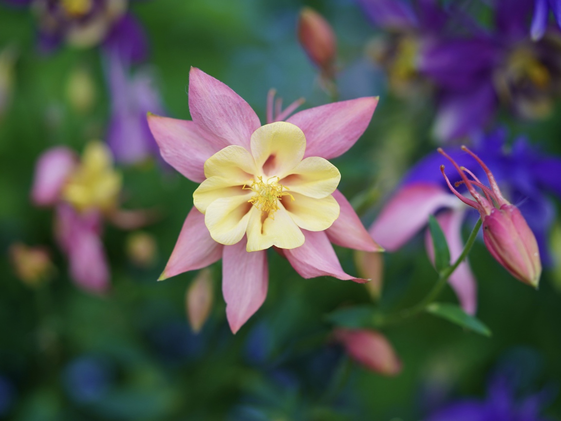 Розовые цветы водосбор крупным планом