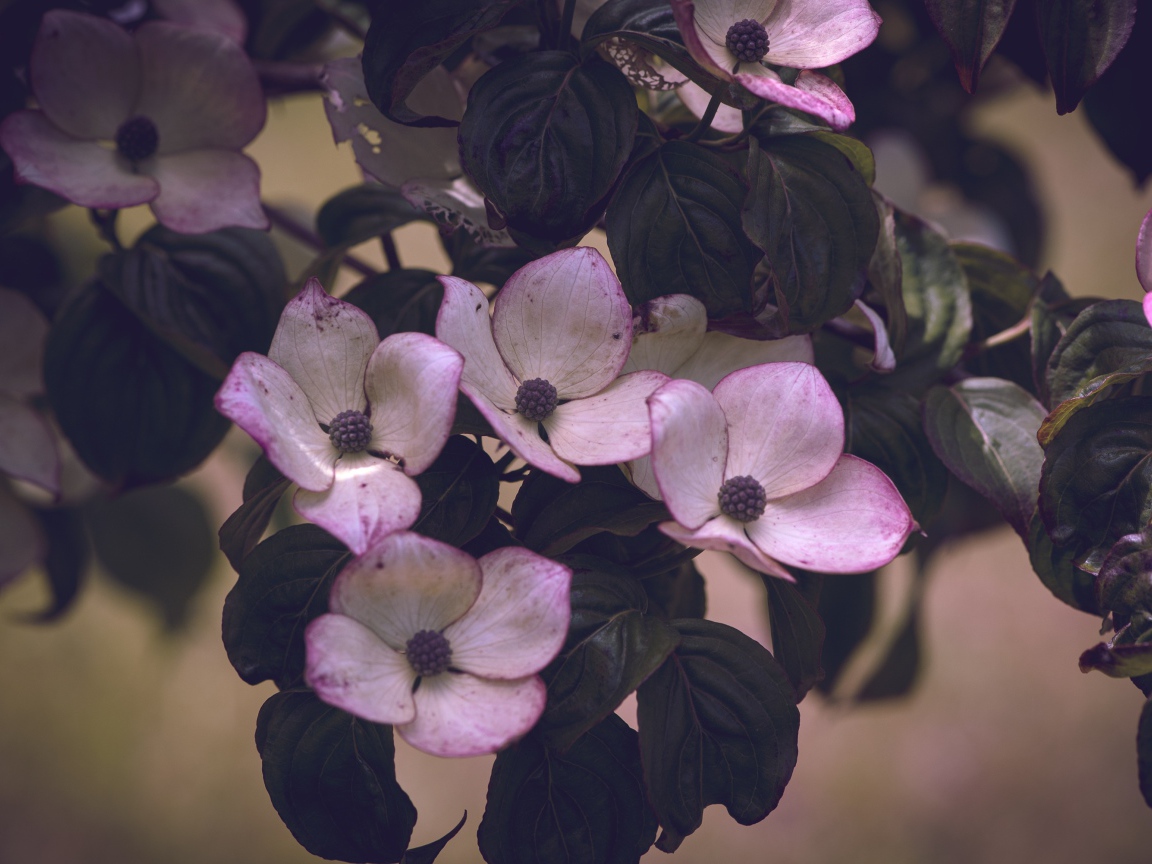 Розовые цветы с зелеными листьями на дереве 