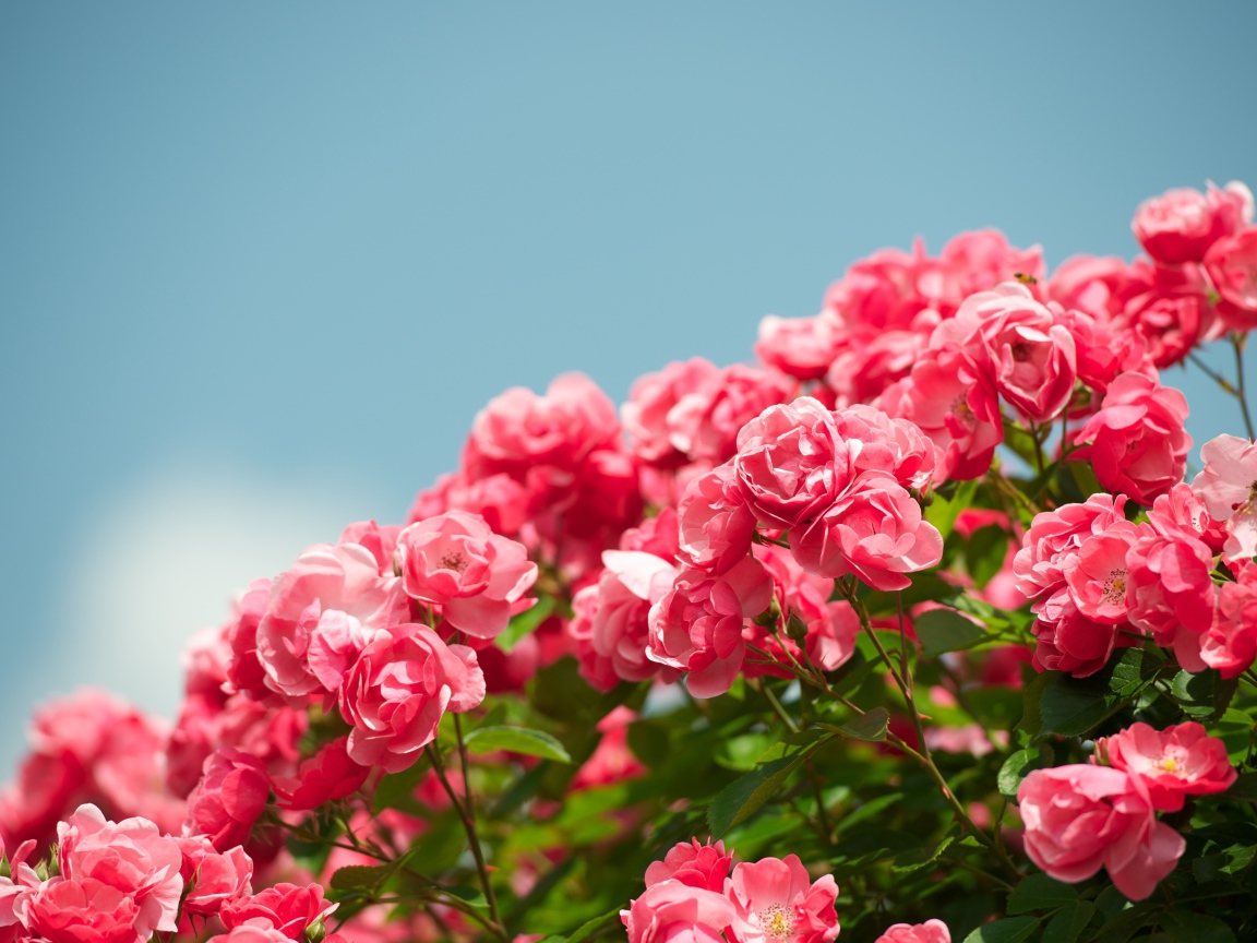 Розовые садовые цветы розы на фоне голубого неба 