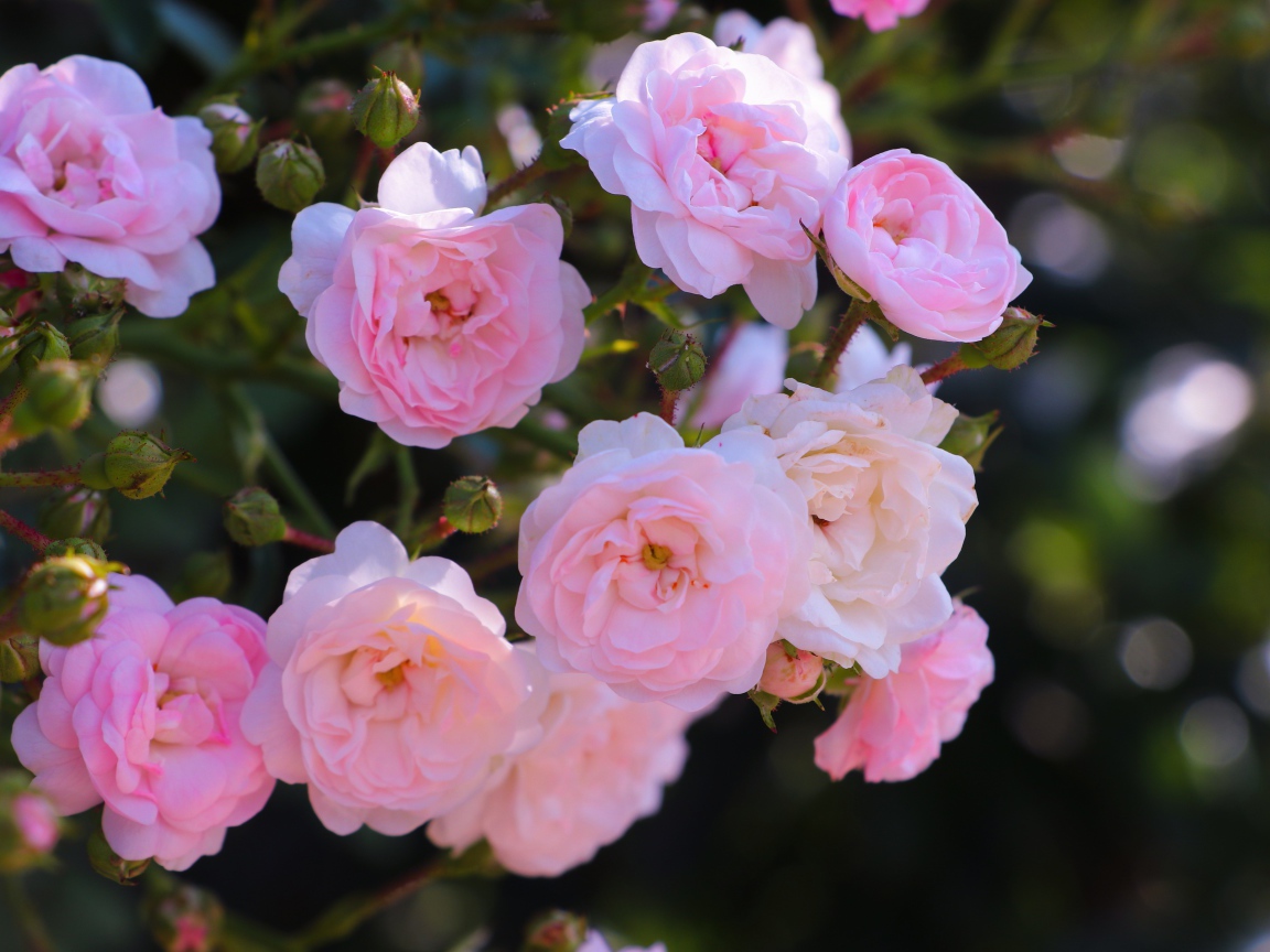 Розовые цветы садовой розы на клумбе 