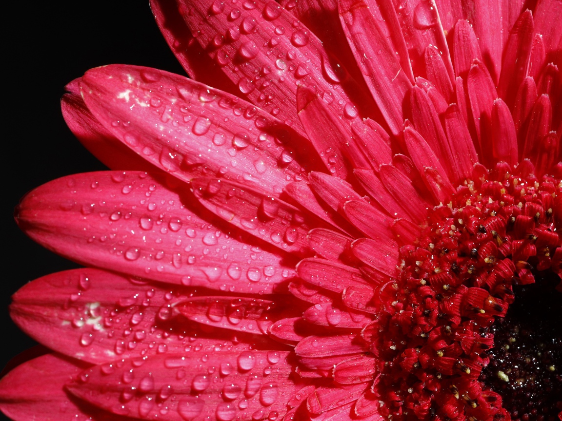 Розовый цветок герберы в каплях росы на черном фоне