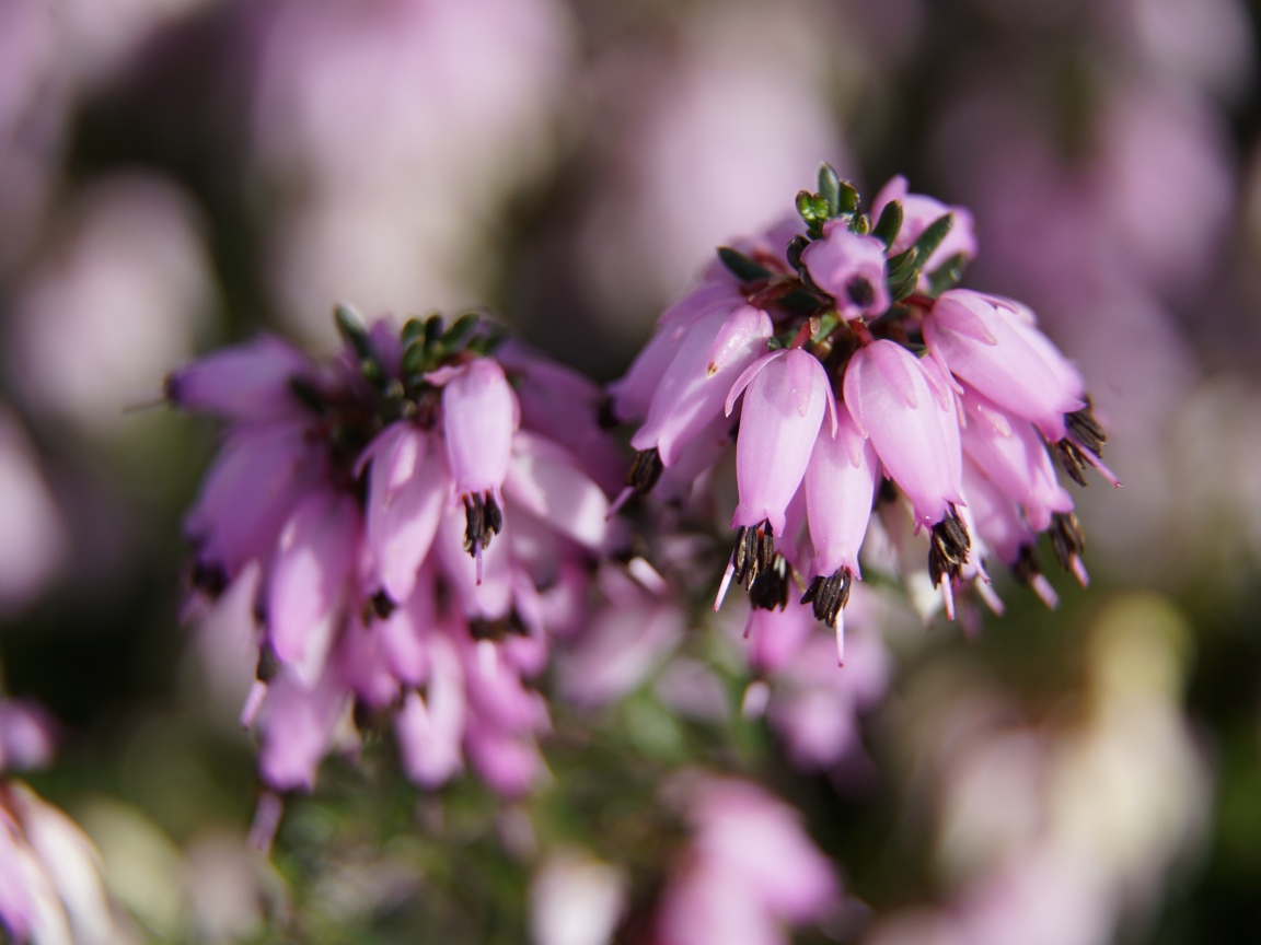 Розовые цветы вереск крупным планом