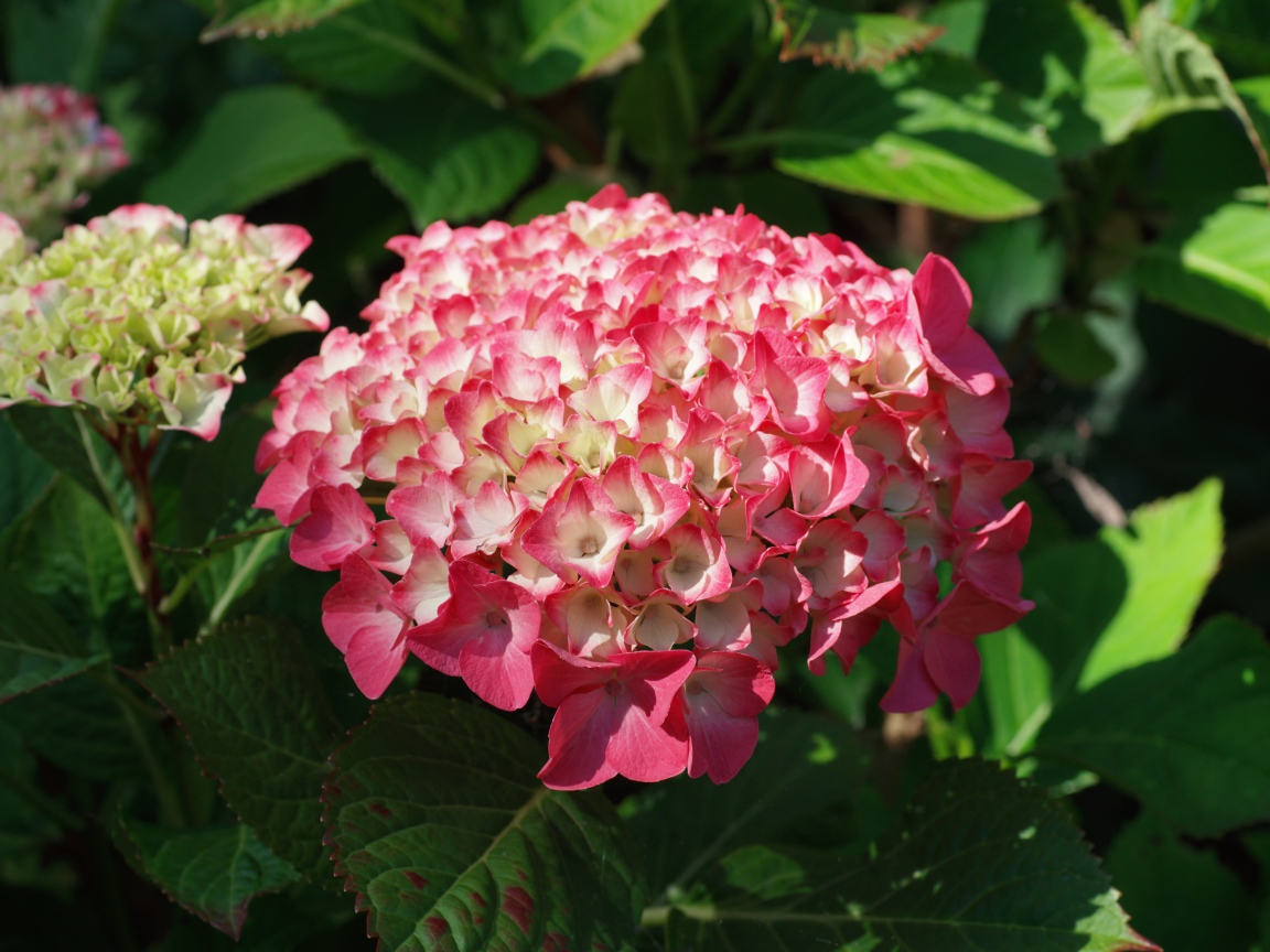 Розовая гортензия на клумбе в лучах солнца