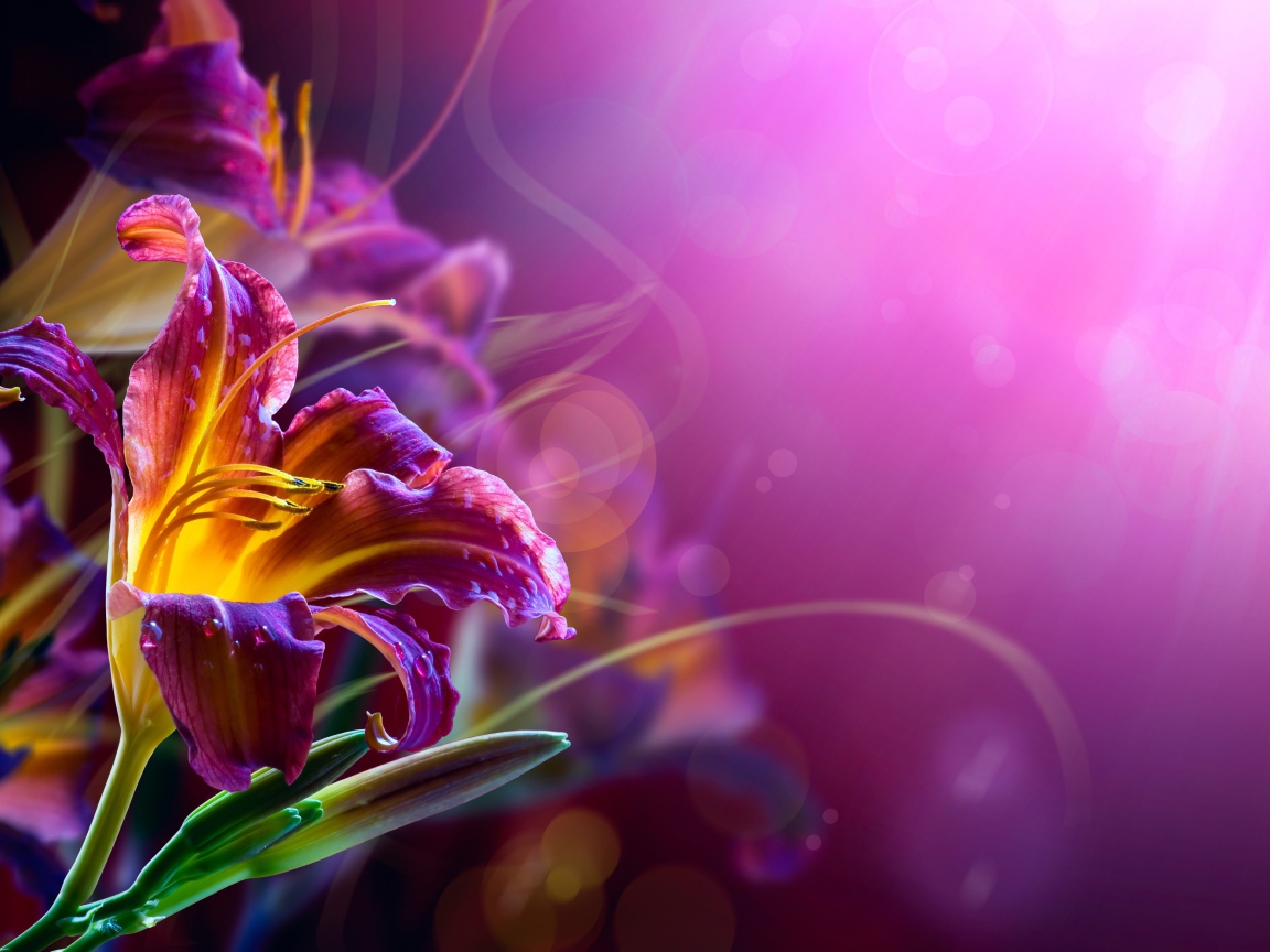 Розовые лилии на размытом фоне 