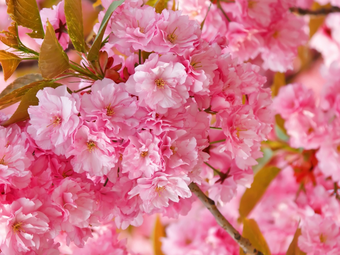 Розовые цветы луизеания на ветке с зелеными листьями