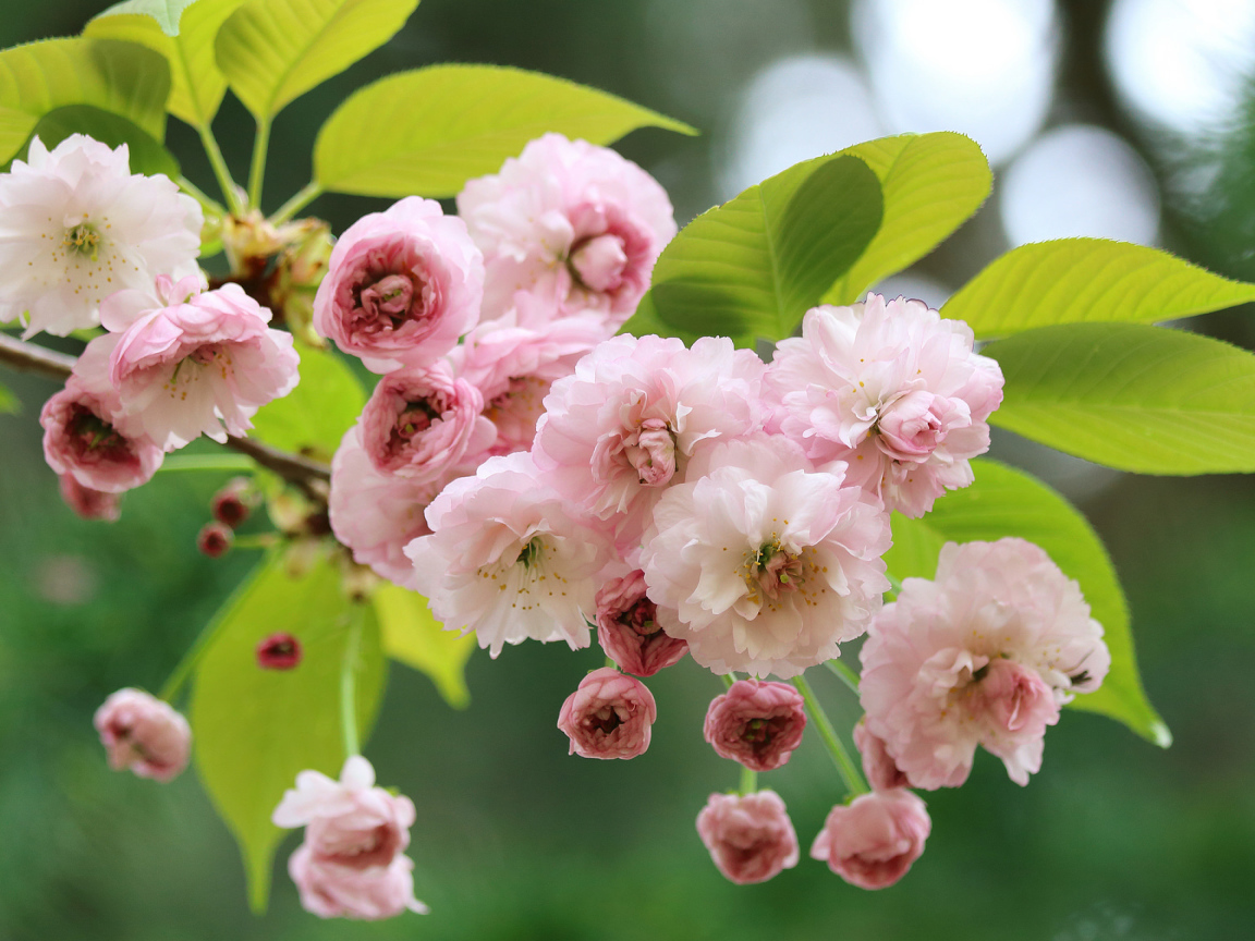 Розовые цветы луизеания с зелеными листьями на ветке 