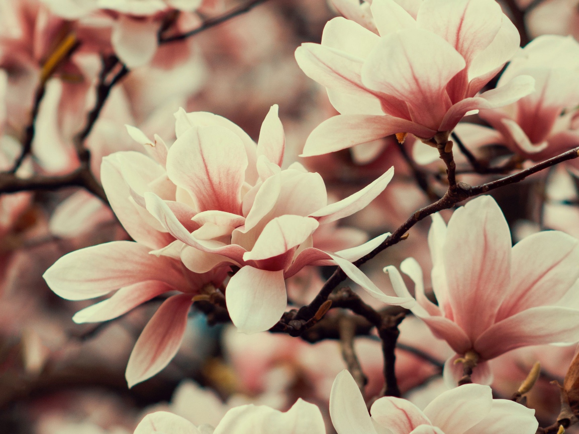 Розовые цветы магнолии на ветке дерева 