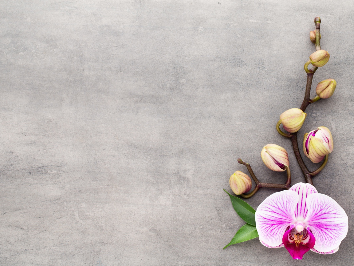 Розовый цветок орхидеи с бутонами на сером фоне