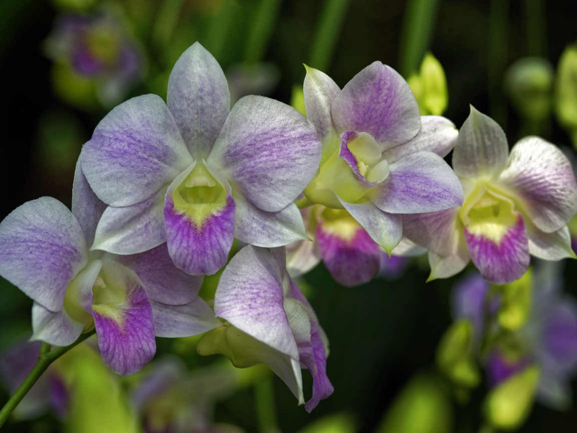 Розовые цветы орхидеи крупным планом